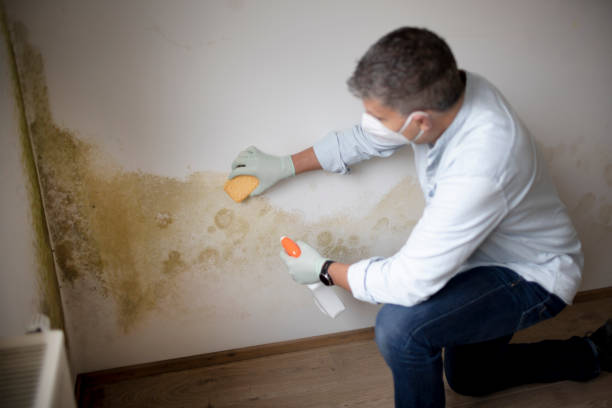Best Industrial Mold Remediation  in Hlsboro, IL
