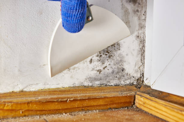 Best Mold Odor Removal Services  in Hlsboro, IL